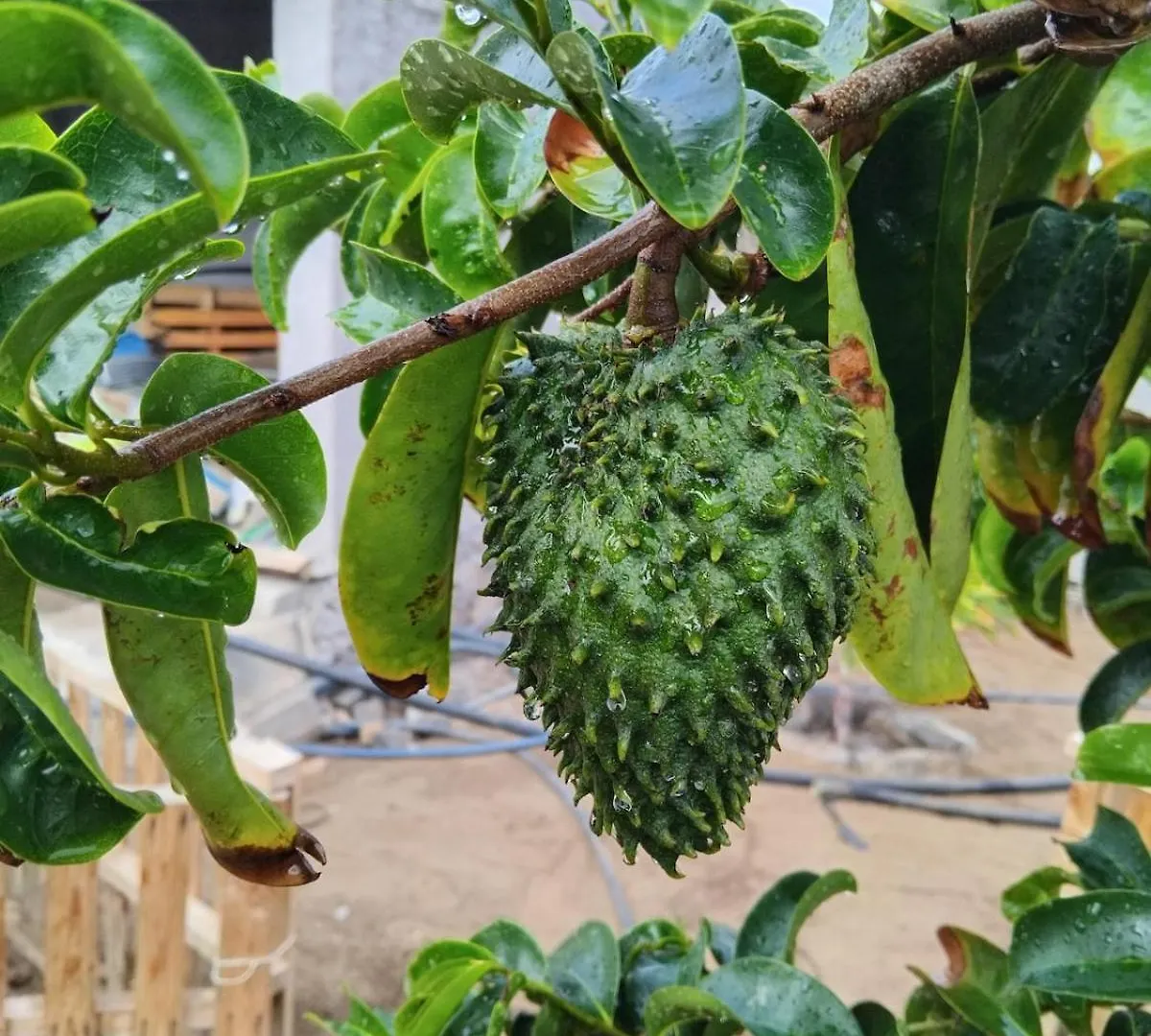Quinta Achada Fazenda Lägenhet Santiago